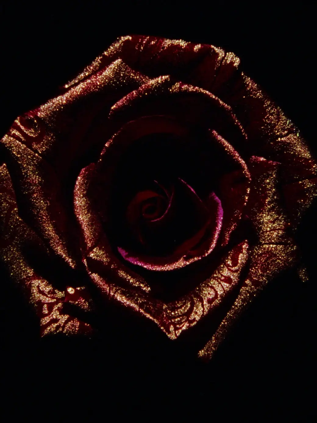 Dark rose